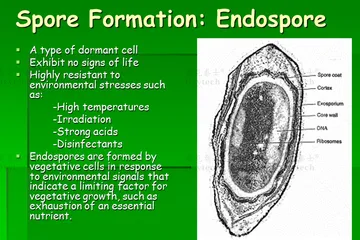 从源头到成苗：奥克泰士助力花卉苗木种苗生产企业破解培育环节细菌污染难题